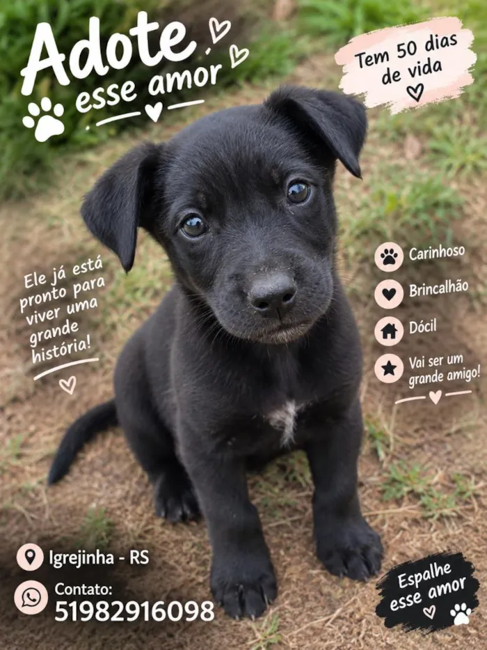 Cachorro raça Rottweiler idade Abaixo de 2 meses nome não tem nome no momento ainda 