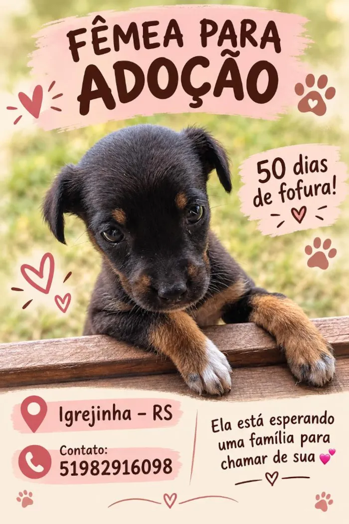 Cachorro raça Rottweiler idade Abaixo de 2 meses nome não tem nome no momento ainda