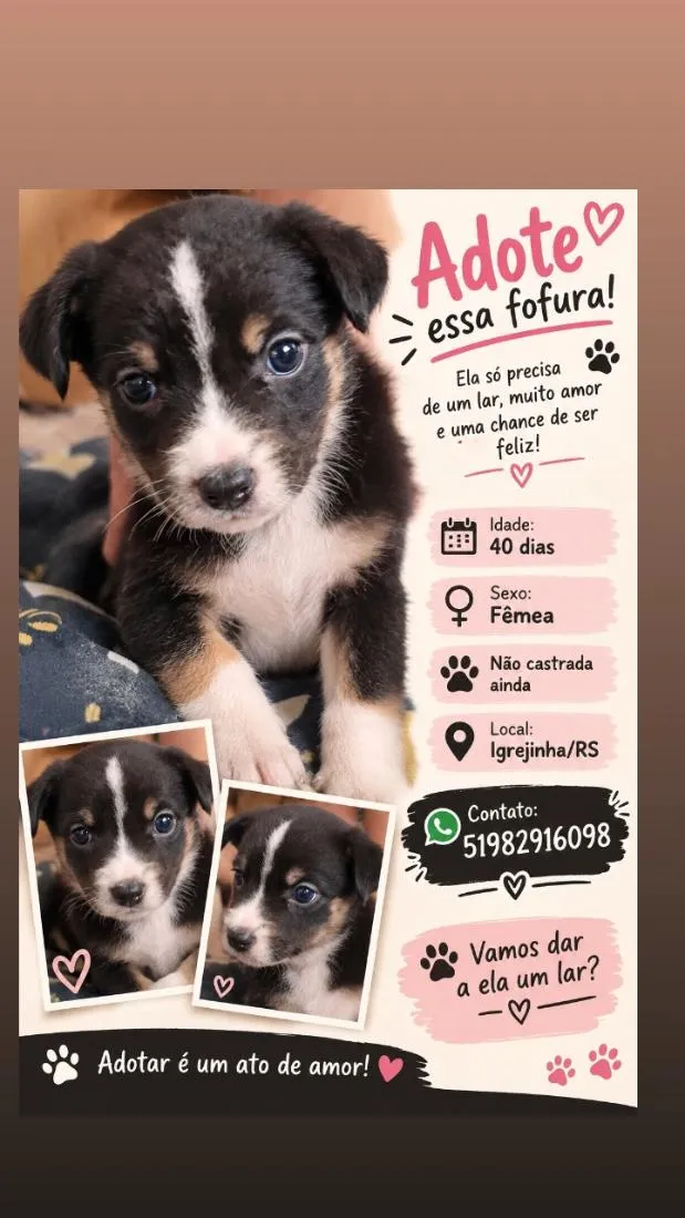 Cachorro raça SRD-ViraLata idade Abaixo de 2 meses nome não tem nome no momento ainda