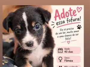Cachorro raça SRD-ViraLata idade Abaixo de 2 meses nome não tem nome no momento ainda
