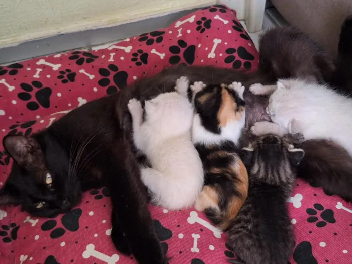 Gato raça SRD-ViraLata idade Abaixo de 2 meses nome sem nome