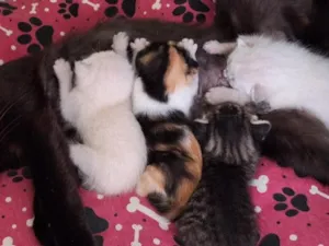 Gato raça SRD-ViraLata idade Abaixo de 2 meses nome sem nome