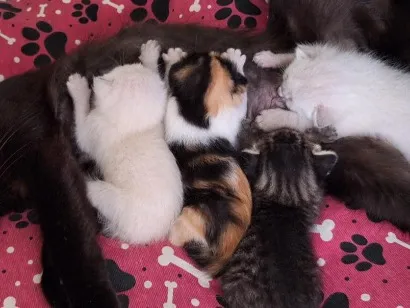 Gato raça SRD-ViraLata idade Abaixo de 2 meses nome sem nome