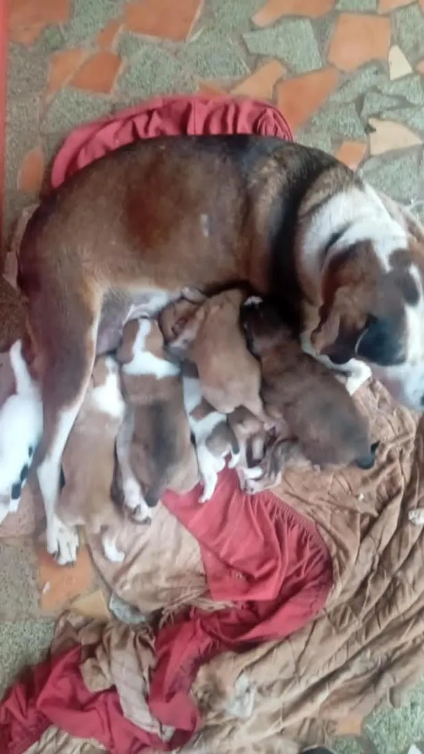 Cachorro raça SRD-ViraLata idade 6 ou mais anos nome não tei nome