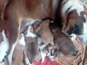 Cachorro raça SRD-ViraLata idade 6 ou mais anos nome não tei nome