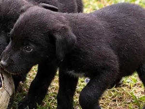 Cachorro raça Rottweiler idade Abaixo de 2 meses nome não tem nome no momento ainda