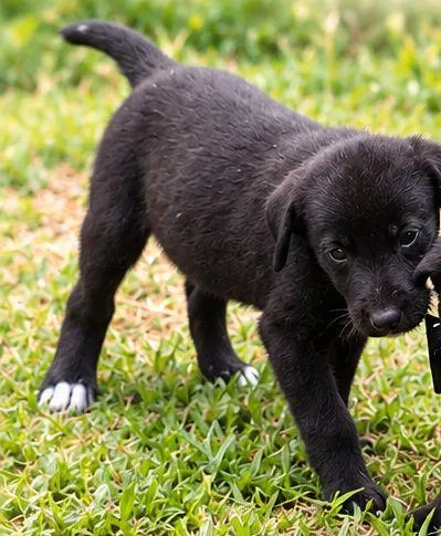 Cachorro raça Rottweiler idade Abaixo de 2 meses nome não tem nome no momento ainda