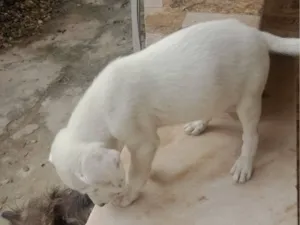 Cachorro raça SRD-ViraLata idade Abaixo de 2 meses nome sem nome ainda