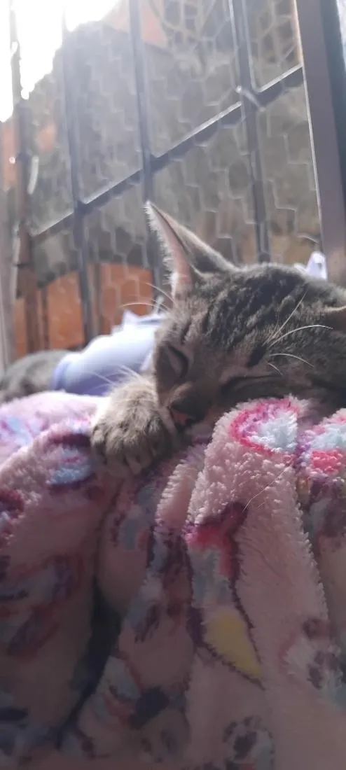 Gato raça SRD-ViraLata idade 7 a 11 meses nome ADOTE PINPIN - CASTRADA 