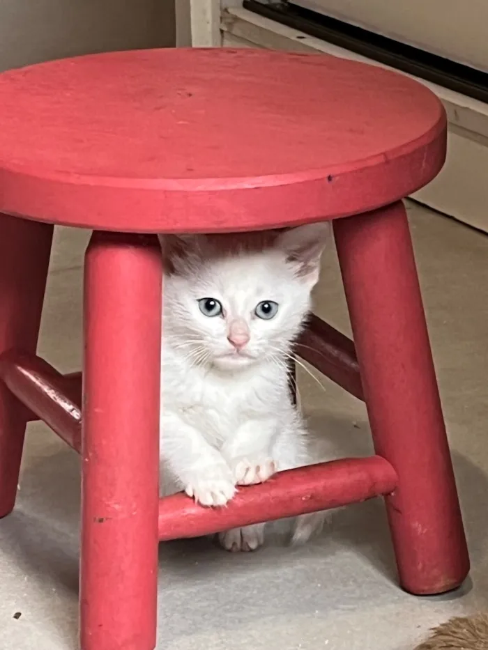 Gato raça SRD-ViraLata idade Abaixo de 2 meses nome Carmem Dora e Rosaura