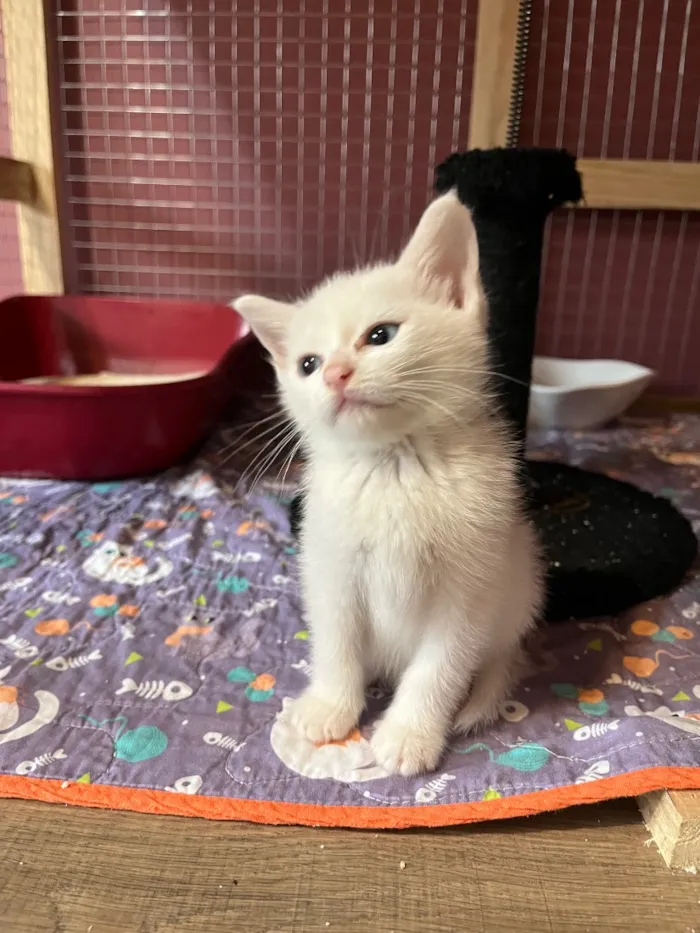 Gato raça SRD-ViraLata idade Abaixo de 2 meses nome Carmem Dora e Rosaura