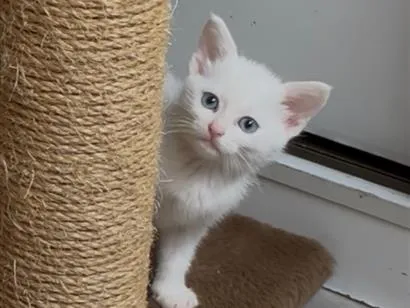 Gato raça SRD-ViraLata idade Abaixo de 2 meses nome Carmem Dora e Rosaura