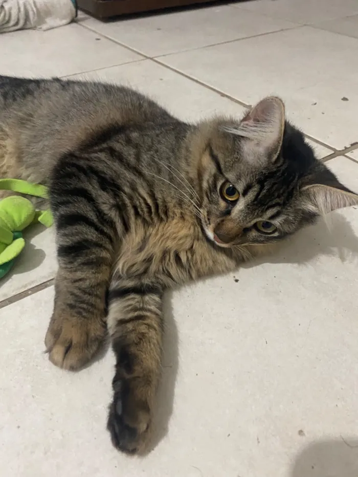 Gato raça SRD-ViraLata idade 7 a 11 meses nome Kalisa Helena