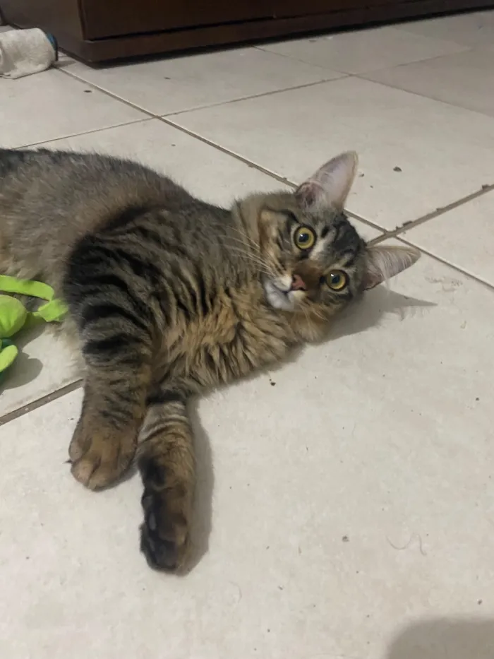 Gato raça SRD-ViraLata idade 7 a 11 meses nome Kalisa Helena