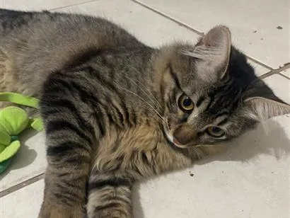 Gato raça SRD-ViraLata idade 7 a 11 meses nome Kalisa Helena
