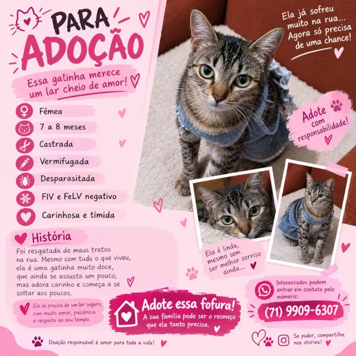 Gato raça SRD-ViraLata idade 7 a 11 meses nome adoção de pinpin - castrada 