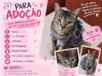 adoção de pinpin - castrada 