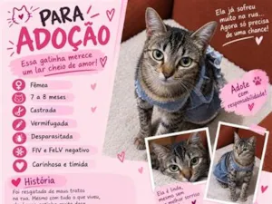 Gato raça SRD-ViraLata idade 7 a 11 meses nome adoção de pinpin - castrada 