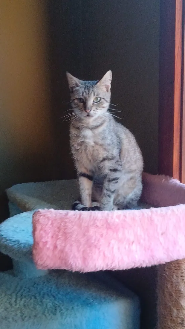 Gato raça SRD-ViraLata idade 2 a 6 meses nome Isabela 