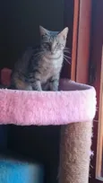Isabela 