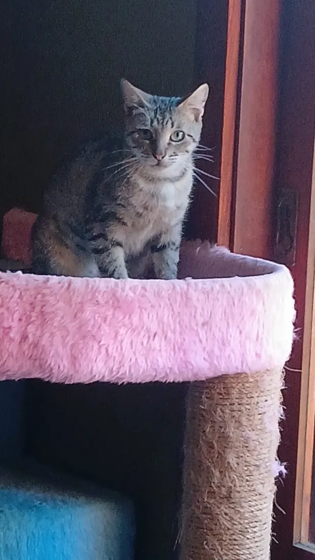 Gato raça SRD-ViraLata idade 2 a 6 meses nome Isabela 
