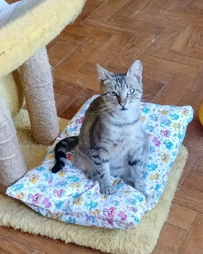 Gato raça SRD-ViraLata idade 2 a 6 meses nome Isabela 