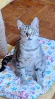 Isabela 