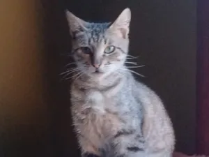 Gato raça SRD-ViraLata idade 2 a 6 meses nome Isabela 