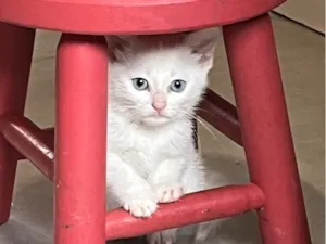 Gato raça SRD-ViraLata idade Abaixo de 2 meses nome Carmem Dora e Rosaura