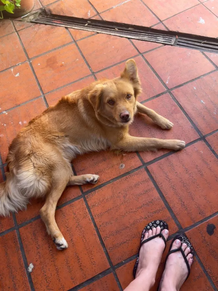 Cachorro raça SRD-ViraLata idade 2 anos nome Jade