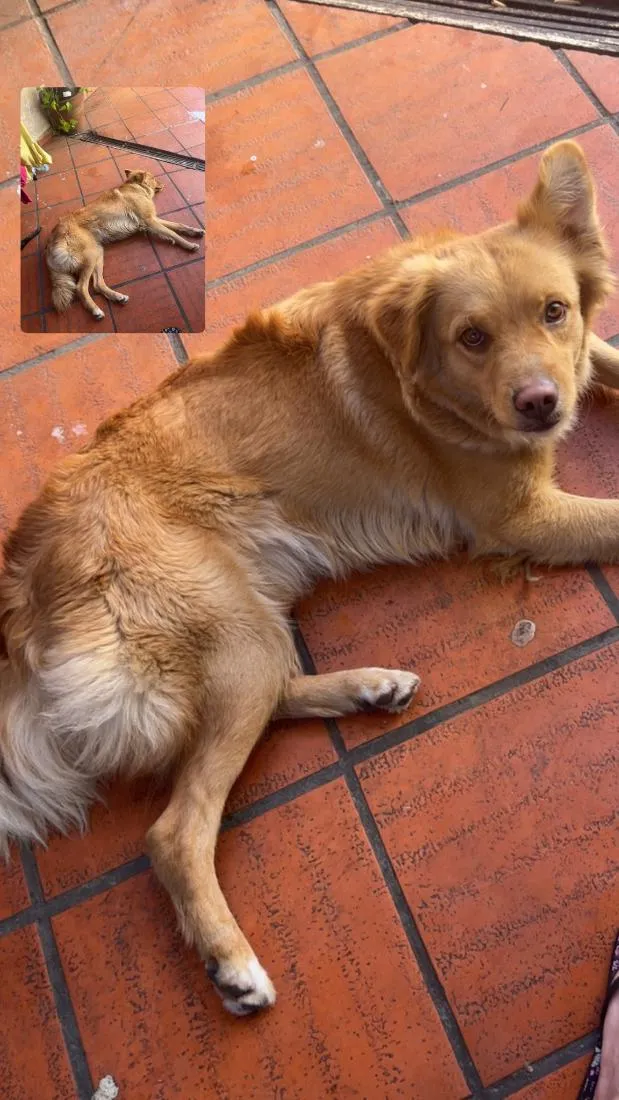 Cachorro raça SRD-ViraLata idade 2 anos nome Jade