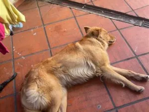 Cachorro raça SRD-ViraLata idade 2 anos nome Jade