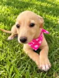 Diva