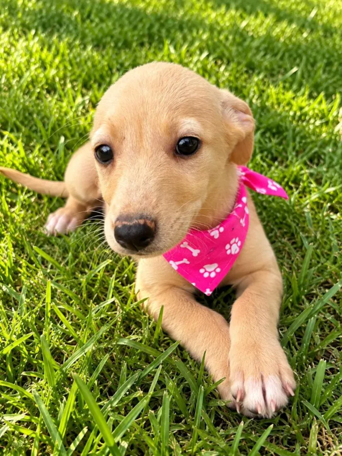 Cachorro raça SRD-ViraLata idade 2 a 6 meses nome Diva