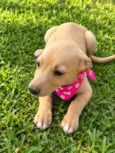 Diva