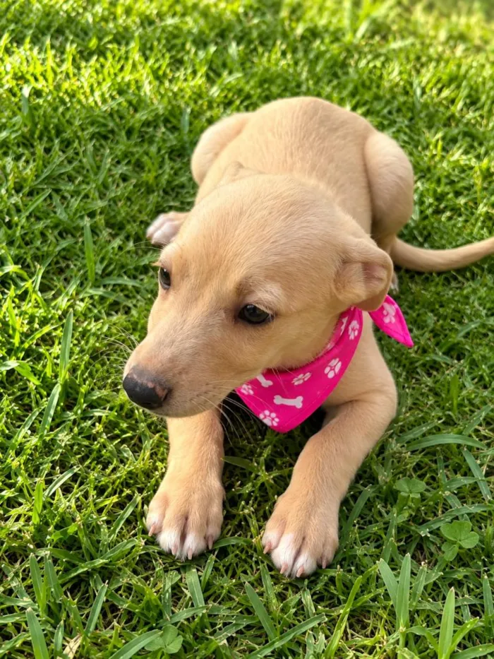 Cachorro raça SRD-ViraLata idade 2 a 6 meses nome Diva