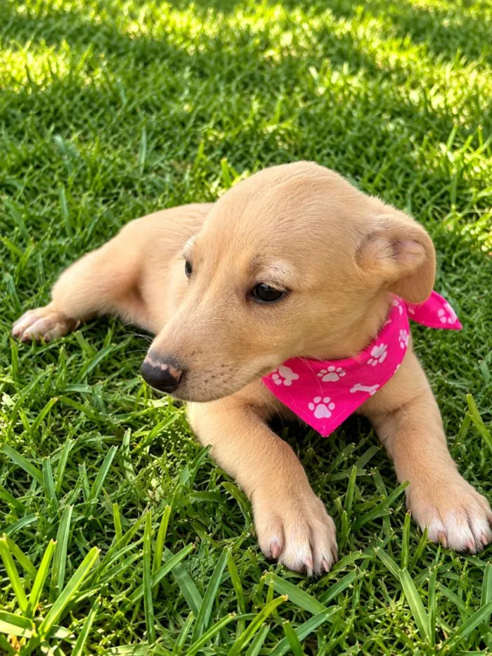 Cachorro raça SRD-ViraLata idade 2 a 6 meses nome Diva