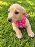 Diva