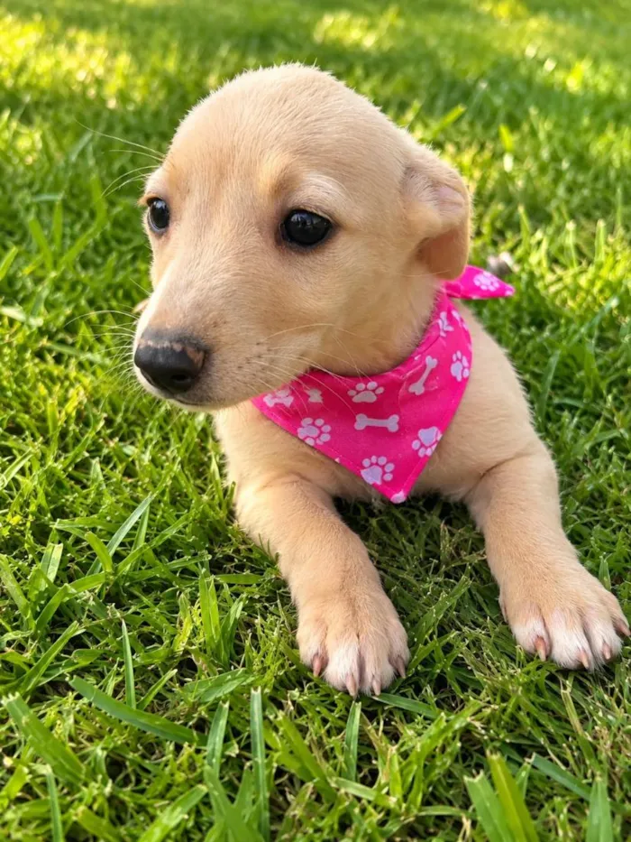 Cachorro raça SRD-ViraLata idade 2 a 6 meses nome Diva