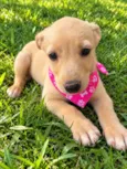 Diva