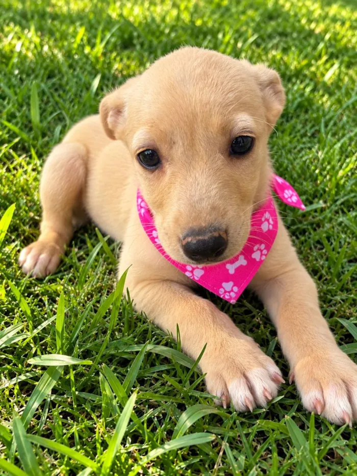 Cachorro raça SRD-ViraLata idade 2 a 6 meses nome Diva