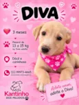 Diva