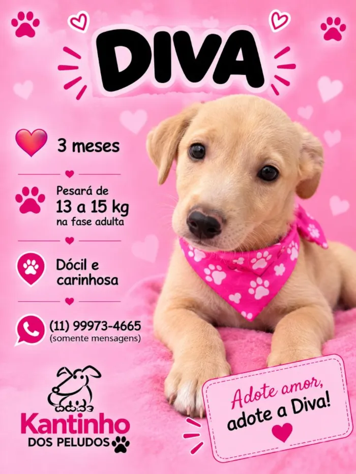 Cachorro raça SRD-ViraLata idade 2 a 6 meses nome Diva
