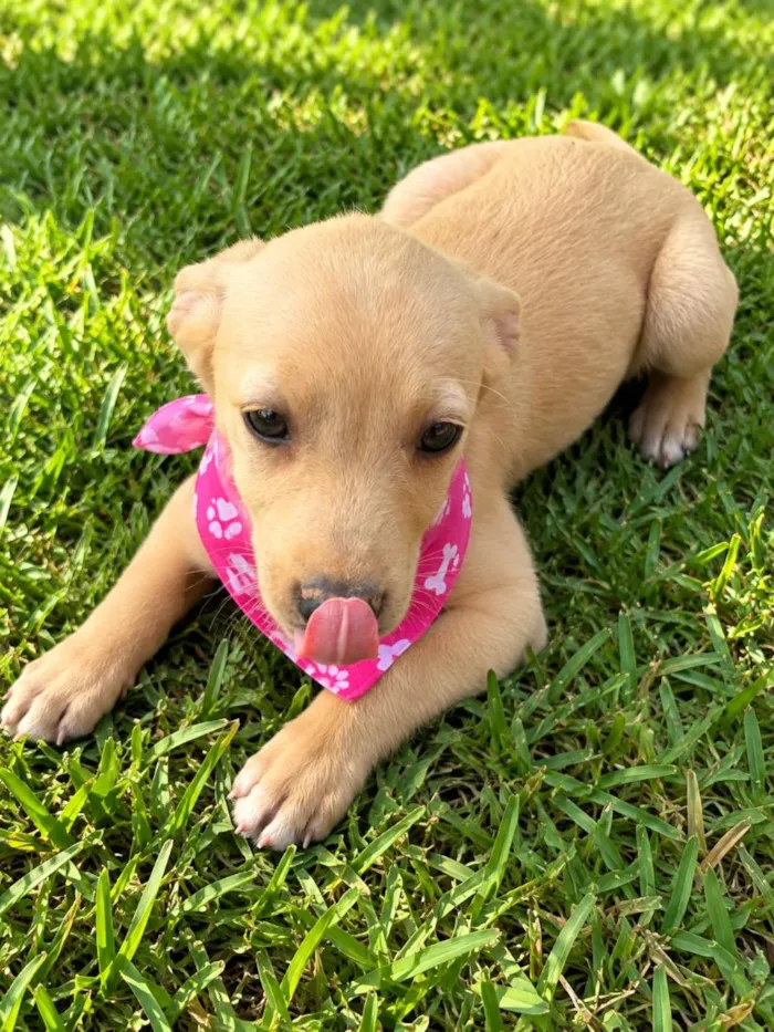 Cachorro raça SRD-ViraLata idade 2 a 6 meses nome Diva