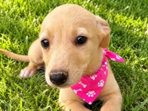 Cachorro raça SRD-ViraLata idade 2 a 6 meses nome Diva