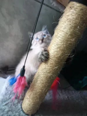 Gato raça SRD-ViraLata idade Abaixo de 2 meses nome flocos