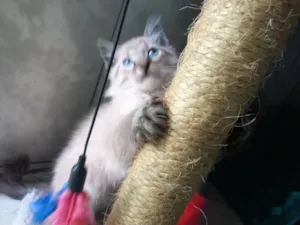 Gato raça SRD-ViraLata idade Abaixo de 2 meses nome flocos