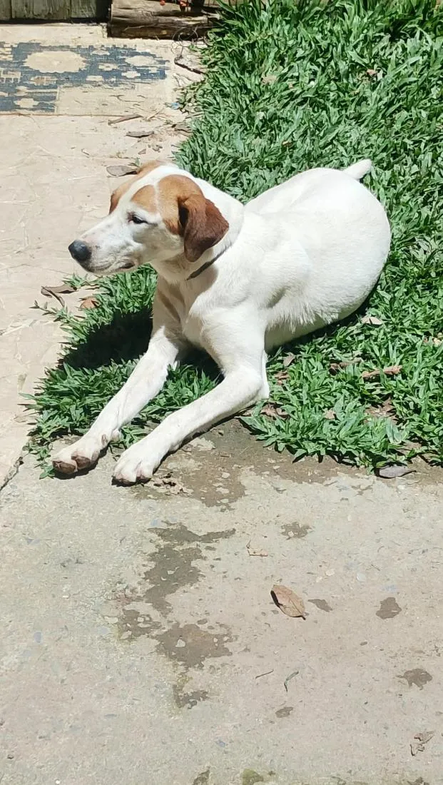 Cachorro raça SRD-ViraLata idade 2 anos nome Nero 