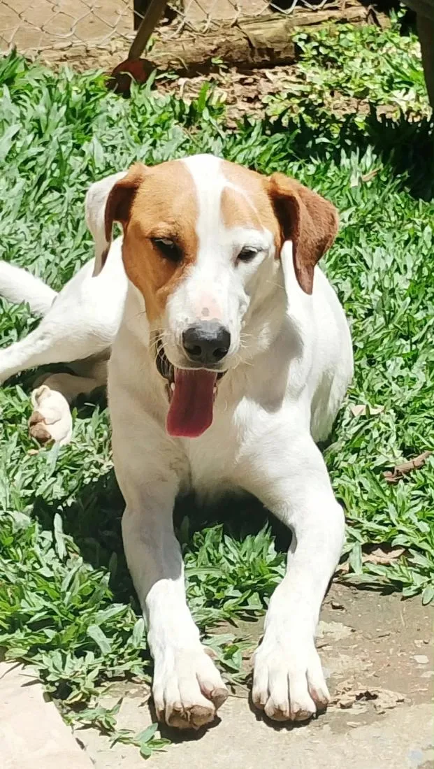 Cachorro raça SRD-ViraLata idade 2 anos nome Nero 