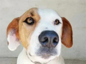 Cachorro raça SRD-ViraLata idade 2 anos nome Nero 